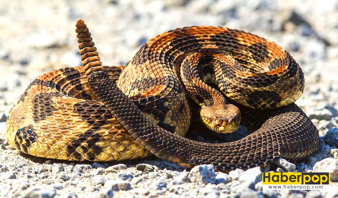 Çıngıraklı yılan - Dünyanın en zehirli yılanı