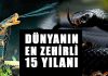 Görüntüsüyle bile dehşete düşüren en zehirli 15 yılan türü