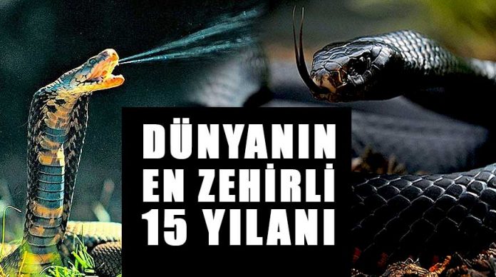 dunyanin-en-zehirli-15-yilani-kobra-piton-anakonda-en-buyuk-en-tehlikeli
