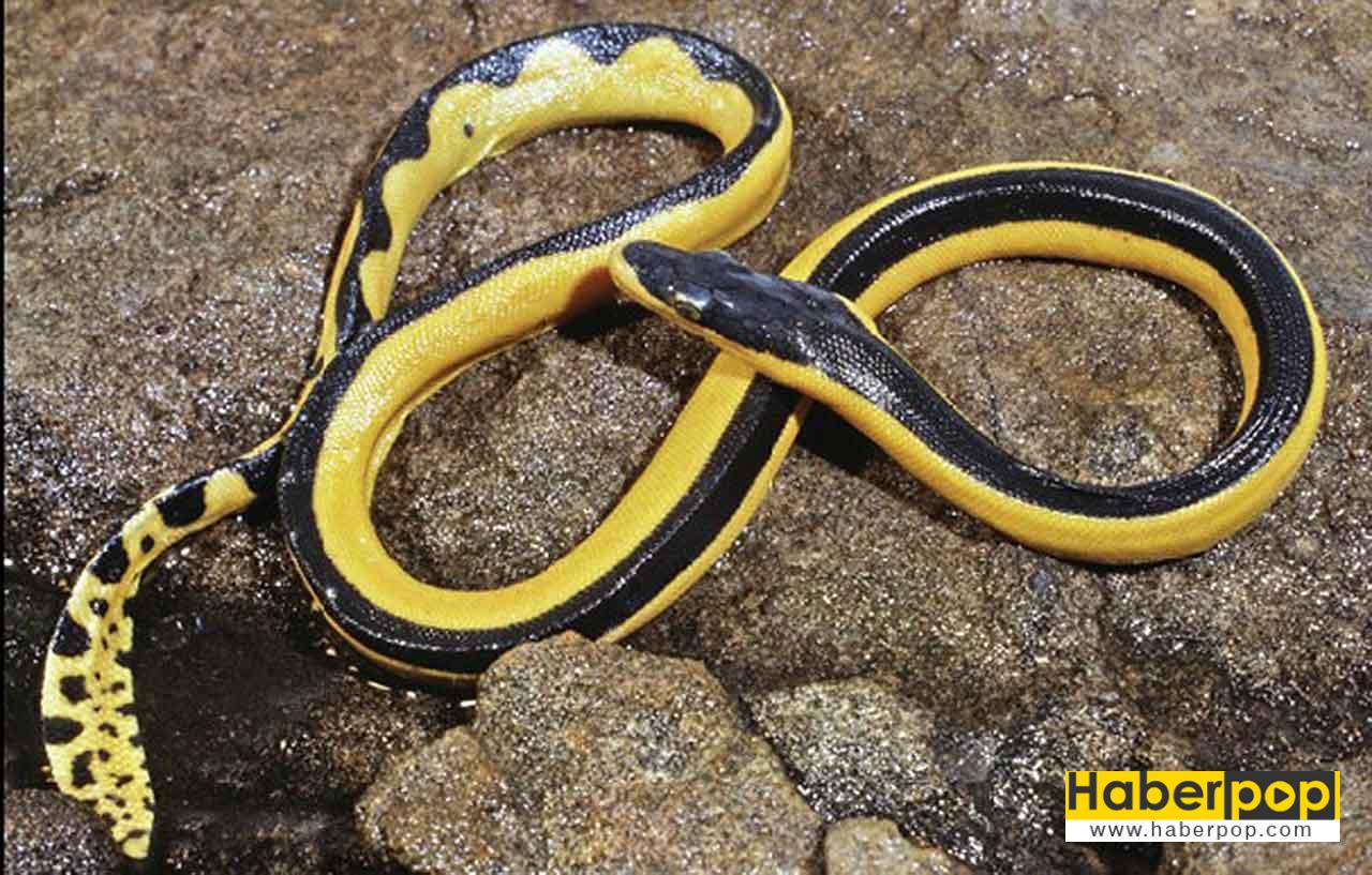 Dünyanın en ölümcül hayvanları: Sarı karınlı deniz yılanı
