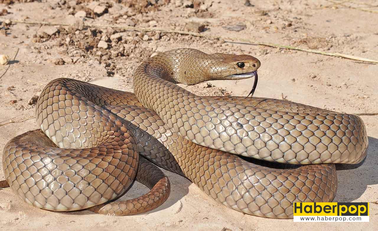 Dünyanın en zehirli 3. yılanı: Doğu kahverengi yılanı