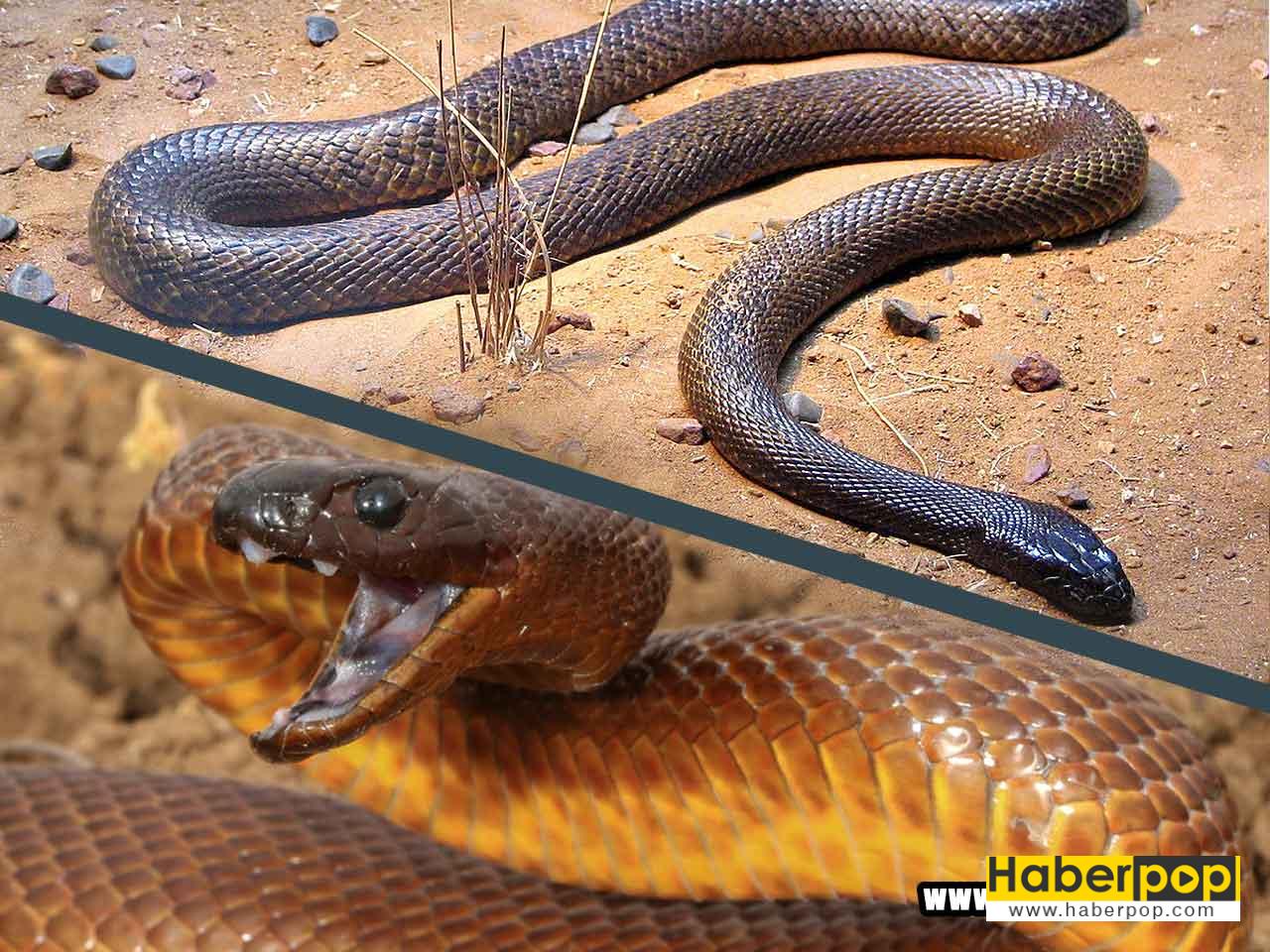 Dünyanın en zehirli yılanı: İçbölge taypanı - Oxyuranus microlepidotus