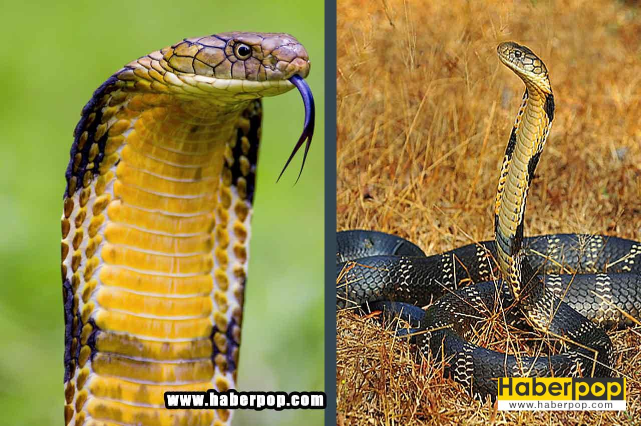 Dünyanın en tehlikeli ölümcül yılanları: Kral kobra