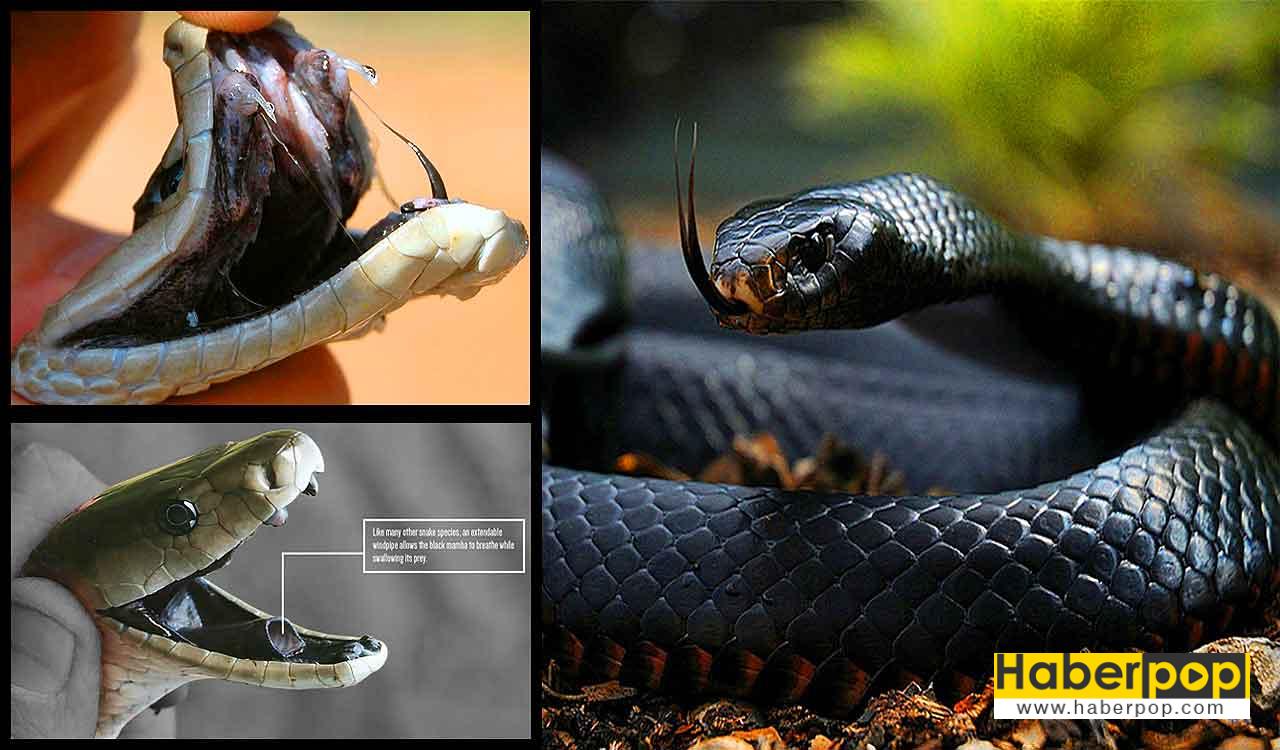Dünyanın en zehirli tehlikeli yılanı - Kara Mamba