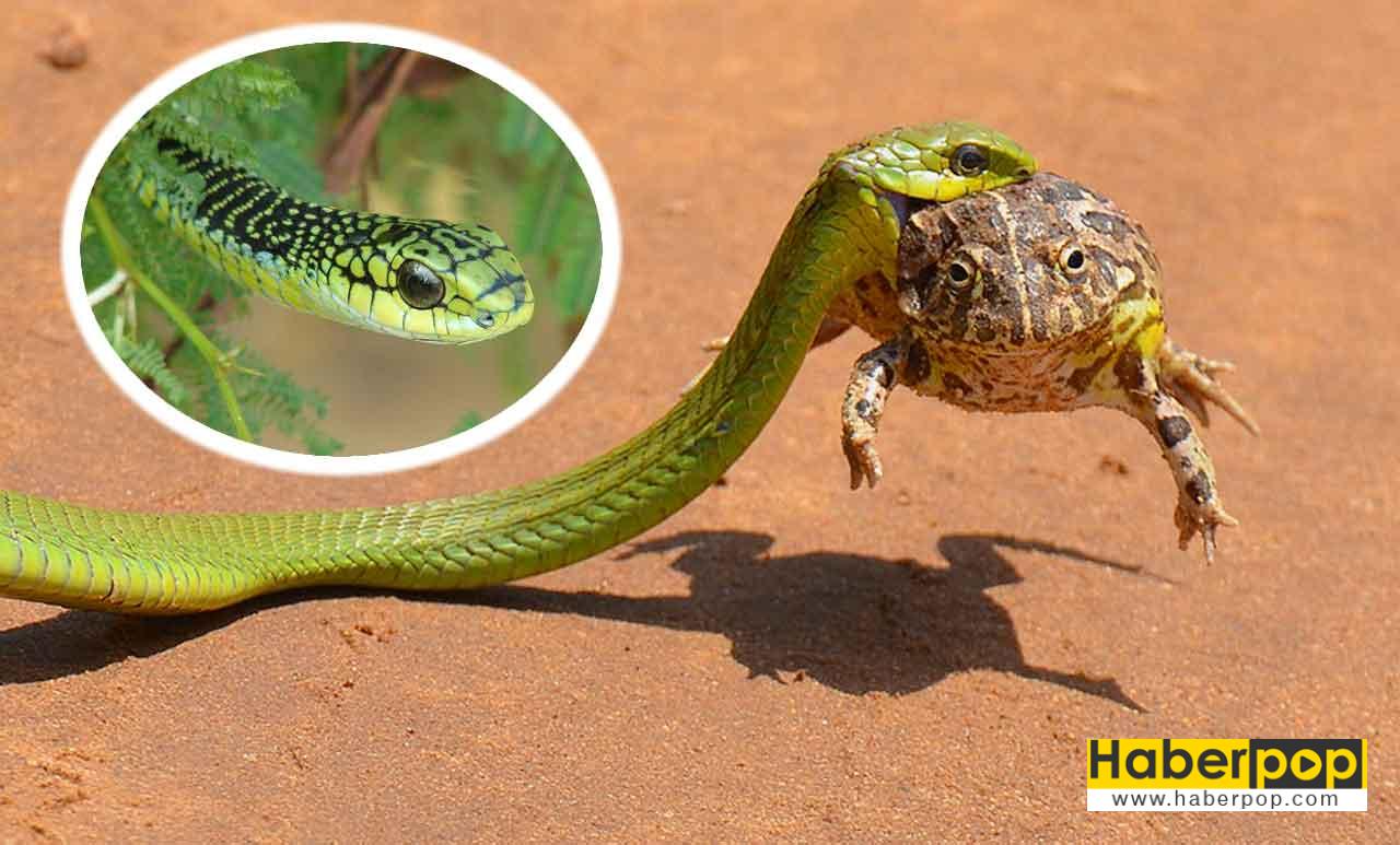 Dünyanın en zehirli yılanları