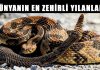 Dünyanın En Korkunç ve Zehirli Yılan Türleri Dünyanın en zehirli ve tehlikeli yılanları