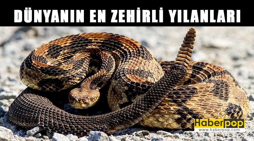 dunyanin en korkunc ve zehirli yilan