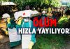 Ebola virüsü hızla tüm dünyaya yayılıyor!