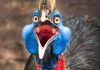 En Tehlikeli 10 Katil Kuş Türü En tehlikeli ve yırtıcı kuş türleri - Cassowary
