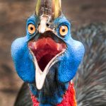 En Tehlikeli 10 Katil Kuş Türü En tehlikeli ve yırtıcı kuş türleri - Cassowary