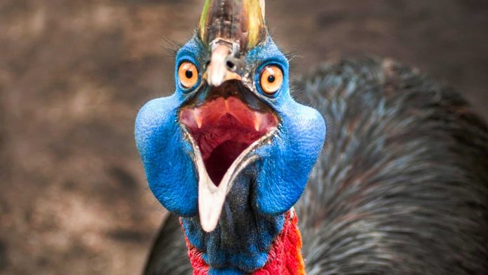 en-tehlikeli-yirtici-kus-turleri-cinsleri-olduren-saldiran-cassowary En tehlikeli ve yırtıcı kuş türleri - Cassowary