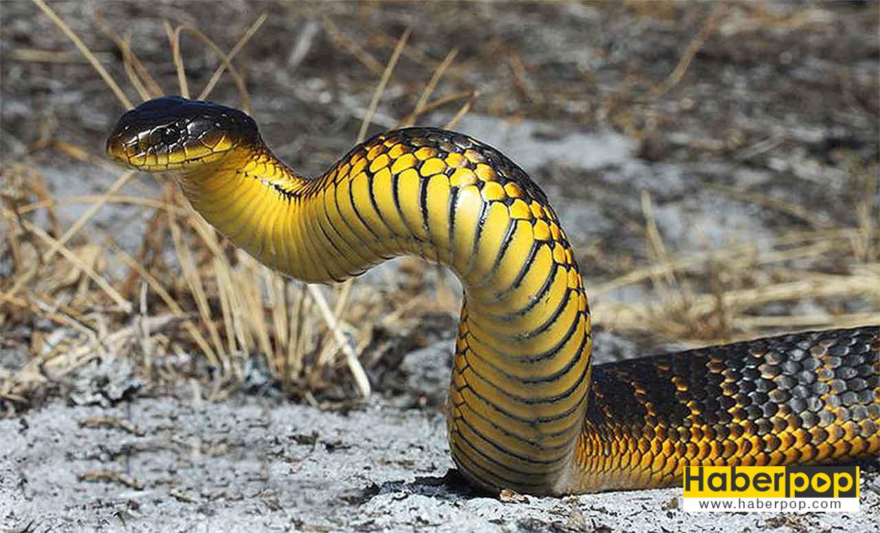 En zehirli yılanlar listesi: Kaplan yılan