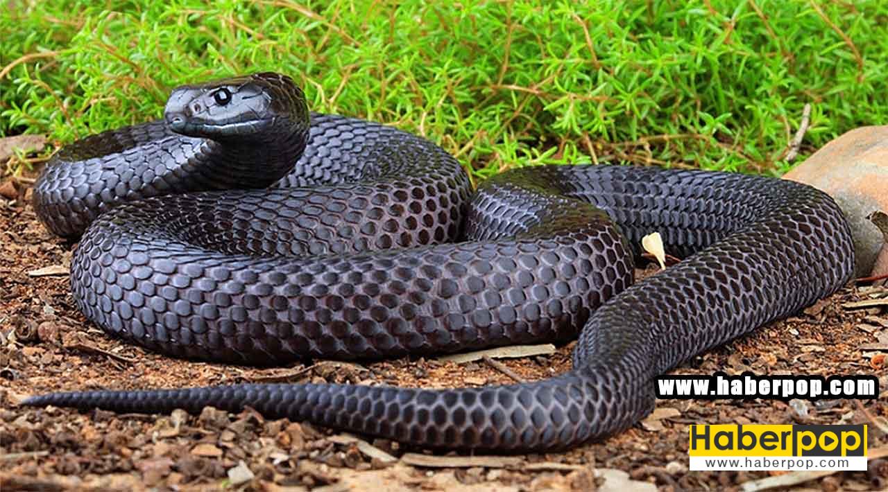 Dünyanın en tehlikeli yılanları listesi - Kara kaplan yılanı