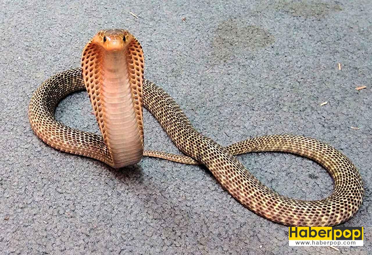 Dünayanın en zehirli kobra yılan
