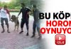 Horon oynayan köpek