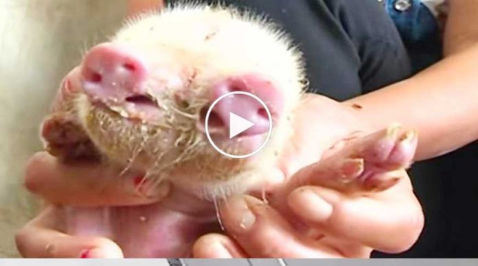 iki-burunlu-uc-gozlu-domuz-ilginc-izle