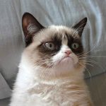 İnternet fenomeni olmuş birbirinden şirin 16 kedi