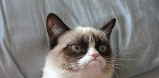 İnternet fenomeni olmuş birbirinden şirin 16 kedi