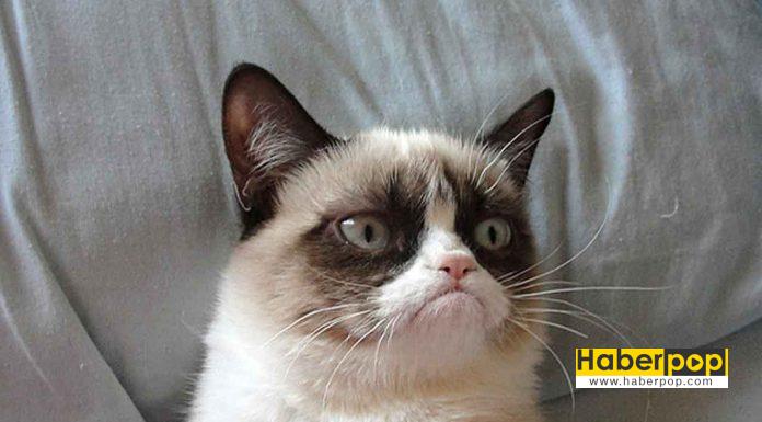 İnternet fenomeni olmuş birbirinden şirin 16 kedi