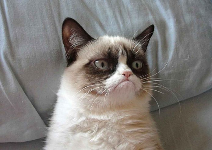 internet-fenomeni-olmus-kediler-HaberPop-huysuz-kedi-grumpy-cat