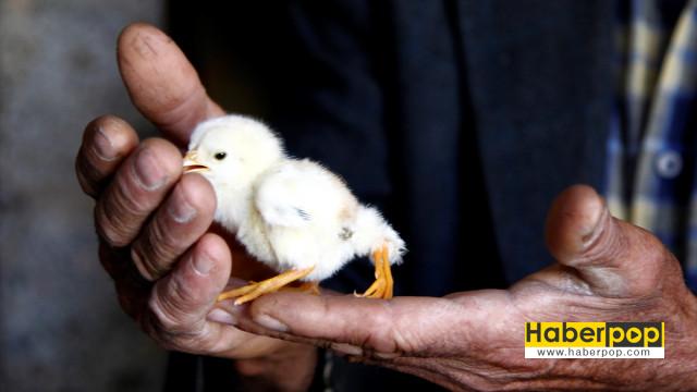 kahramanmarasta-4-ayakli-civciv-dunyaya-geldi_fc0e570