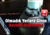 Olmadık yerlere giren sevimli hayvanlar