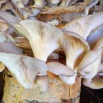 Kütük üzerinde yılda 4 ton kayın mantarı üretiyor