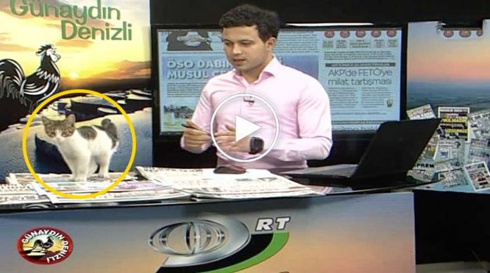 kedi-canli-yayina-katili-video-izle