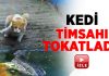 Kedi timsaha kafa tuttu