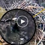 Kocaayak ormanda görüntülendi iddiası