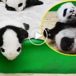 Şirin panda uyurken yatağından düştü