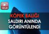 Köpek balığı saldırı anında görüntülendi