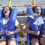 Lunaparkta Eğlenen Kız Martıyla Çarpıştı lunaparkta yüzüne martı çarpan genç kız