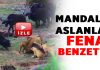 Mandalar aslanları fena benzetti