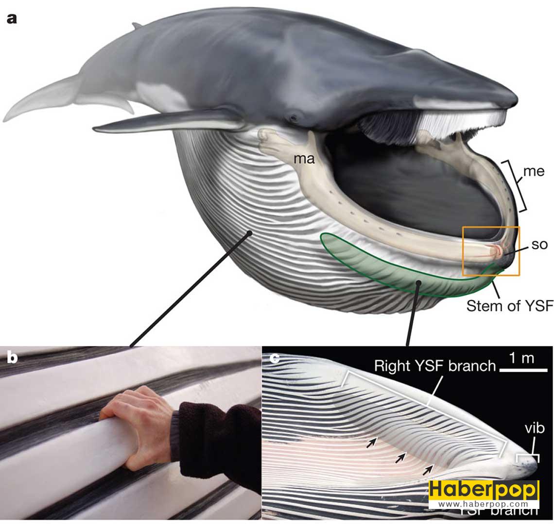 Анатомия китов