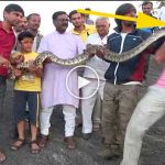 Piton, selfie çeken adamı böyle ısırdı