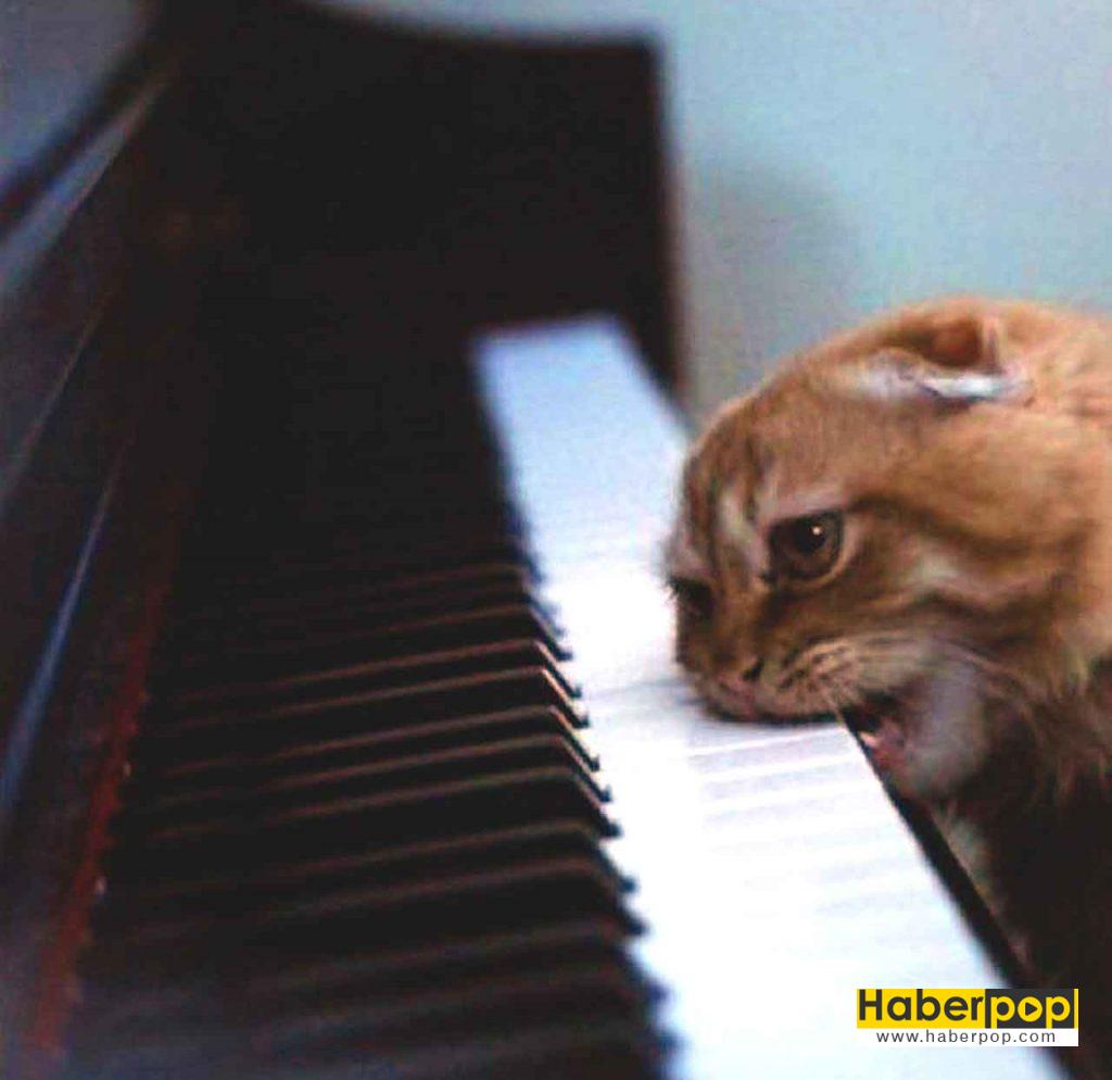 En Güzel 31 Kedi ve Onların Tatlı, Şirin Fotoğrafları HaberPop