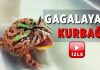 Bu kurbağa kuş gibi gagalıyor!