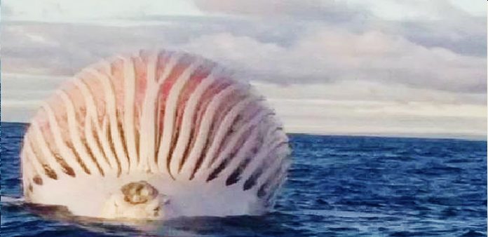 sismis-olu-balina-haberi