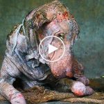 Sokak köpeği ölmek üzereyken kurtarıldı