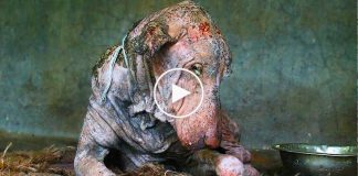 Sokak köpeği ölmek üzereyken kurtarıldı