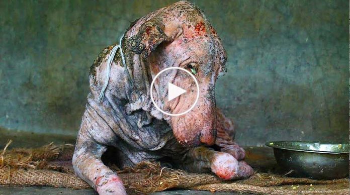 sokak-kopegi-kurtarildi