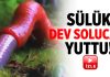 Sülük dev solucanı yutuyor