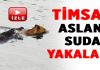 Timsah aslana suda saldırdı