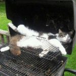 Kedilerin her an her yerde uyuyabileceğinin kanıtı komik kediler