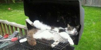 Kedilerin her an her yerde uyuyabileceğinin kanıtı komik kediler