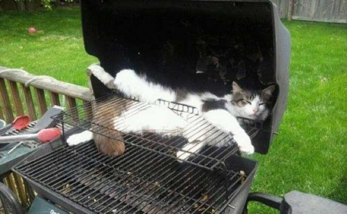 tuhaf-yerlerde-uyuyan-komik-kediler-k-haberpop