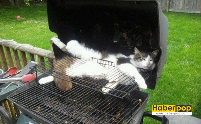 komik kediler haberpop