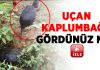 Uçan kaplumbağa atı ısırdı!