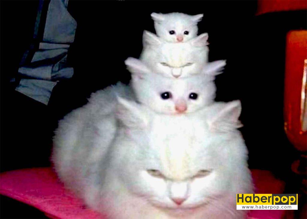 En Güzel 31 Kedi ve Onların Tatlı, Şirin Fotoğrafları HaberPop
